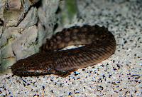 Polypterus ornatipinnis