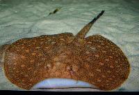 Potamotrygon orbignyi