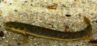 Polypterus retropinnis