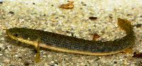 Polypterus retropinnis