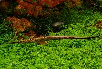 Dorichthys boaja