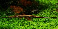Dorichthys boaja