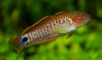 Tateurndina ocellicauda