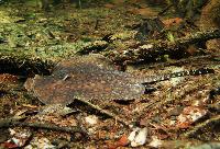 Potamotrygon motoro