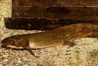 Neoceratodus forsteri