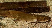 Neoceratodus forsteri