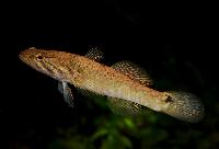 Oxyeleotris fimbriata