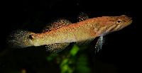 Oxyeleotris fimbriata