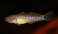 Tateurndina ocellicauda