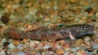 Rhinogobius sp.