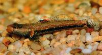 Rhinogobius sp.