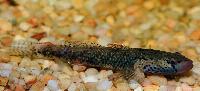 Rhinogobius sp.