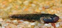 Rhinogobius sp.