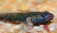 Rhinogobius sp.