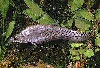 Chitala blanci