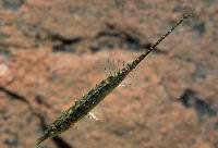 Indostomus paradoxus