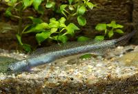 Odontamblyopus rubicundus