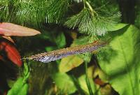Dermogenys pusilla
