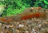 Sicyopus auxilimentus