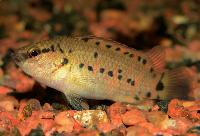 Badis assamensis