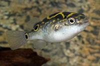 Tetraodon biocellatus