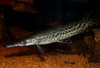 Atractosteus spatula