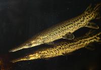Atractosteus spatula