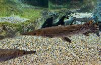 Atractosteus spatula