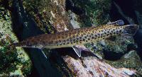 Atractosteus spatula