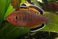 Hypseleotris compressa