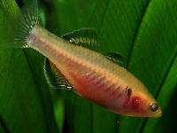 Hypseleotris compressa