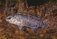 Badis badis