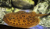 Potamotrygon motoro