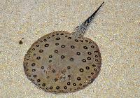 Potamotrygon motoro