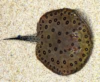 Potamotrygon motoro