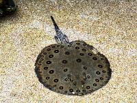 Potamotrygon motoro