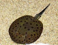 Potamotrygon motoro