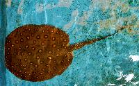 Potamotrygon motoro