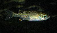 Telmatherina sp. 'Suraya'