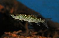 Hepsetus odoe