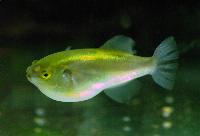 Auriglobus nefastus 