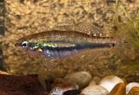 Hypseleotris leuciscus