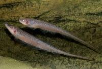 Compsaraia samueli