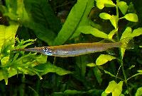 Hemirhampodon pogonognathus
