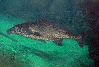 Mormyrus longirostris