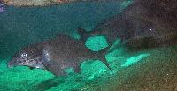 Mormyrus longirostris