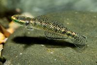 Stiphodon atropurpureus