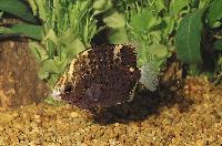 Scatophagus argus