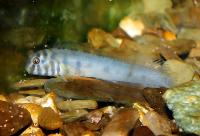 Omobranchus zebra