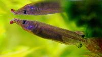 Nomorhamphus liemi snijdersi 
